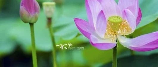 蔡礼旭：横财感横祸，非义之财不可取