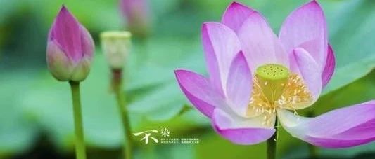 论八字命理中的化气格