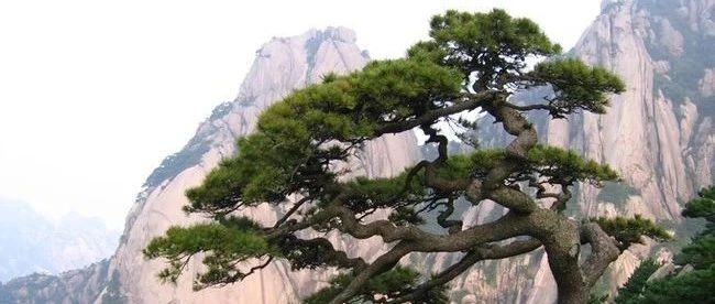八字断寿命要看寿元星（实例精解）