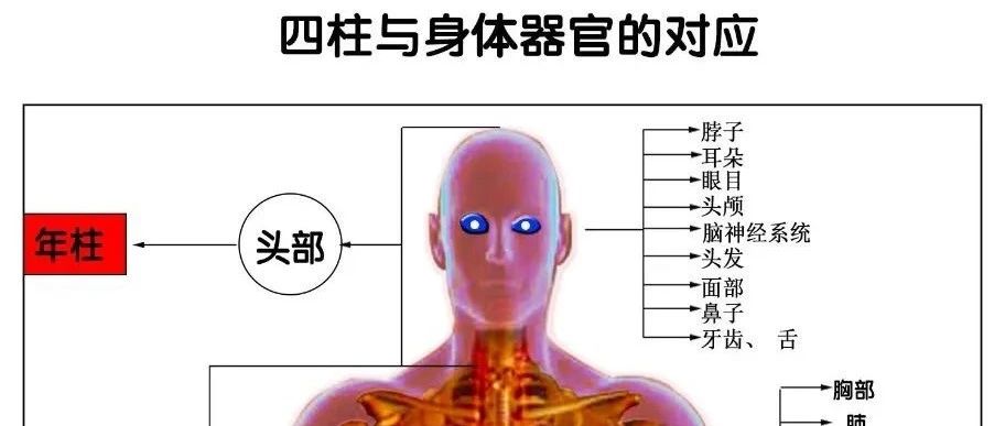天干地支和身体器官的联系