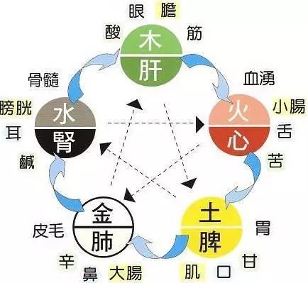 要想保持身体健康，首先要学会调养五脏 | 中医基础
