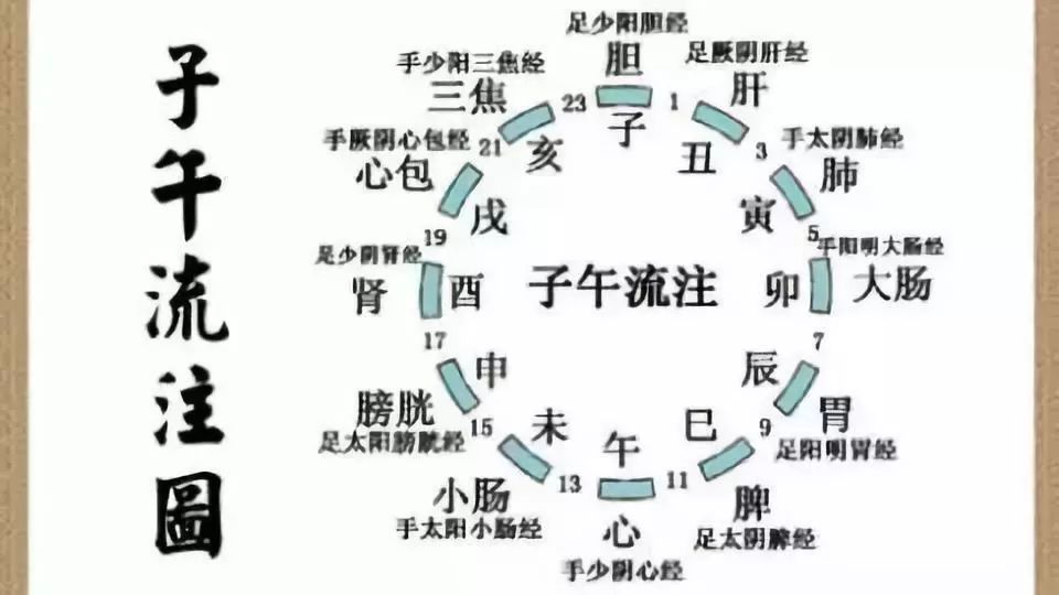 中医基础入门，十二经络动图一目了然，经络入门 必备