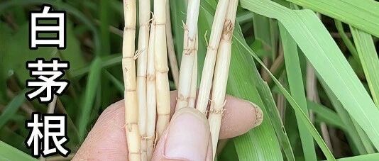 鲜茅根，专清人体「伏热」：张锡纯医理+周易卦象，读懂一味草根的大智慧